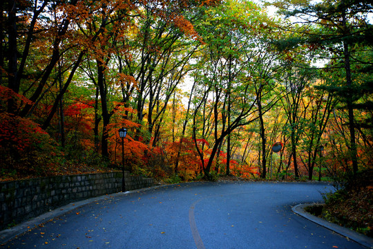 林间小路