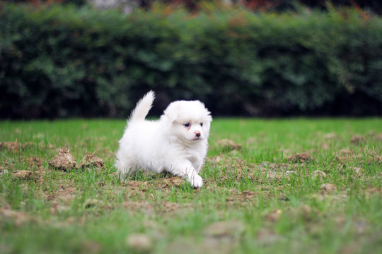 活泼的白色小奶狗