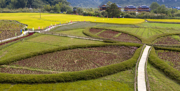 田野