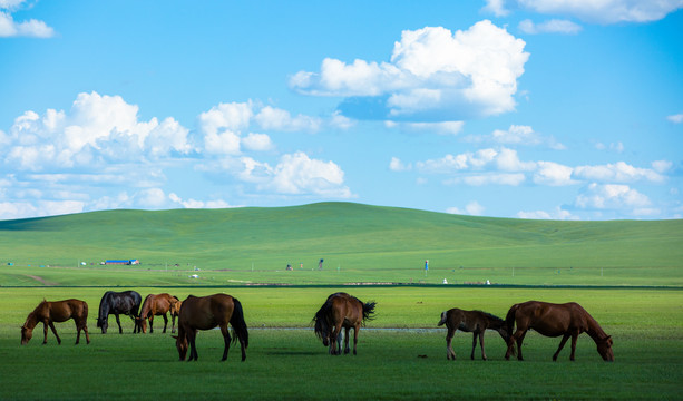 草原牧场骏马