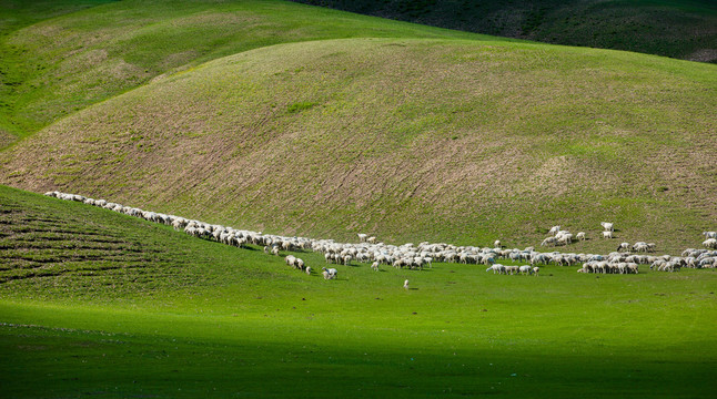 丘陵草原羊群