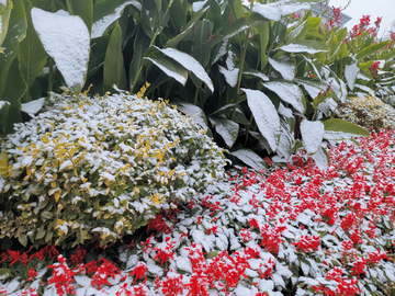 初雪