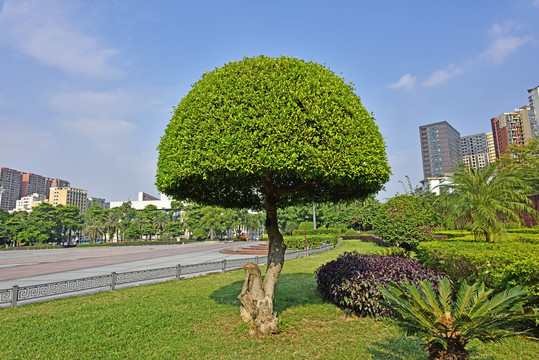 树木造型