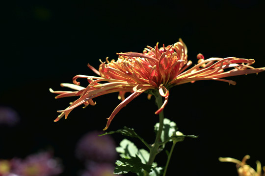 大观楼菊花