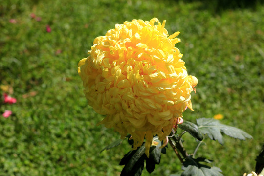 大观楼菊花