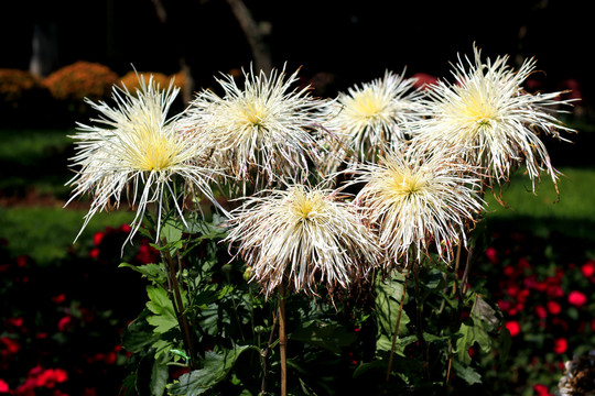 大观楼菊花