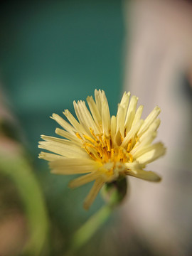 翅果菊