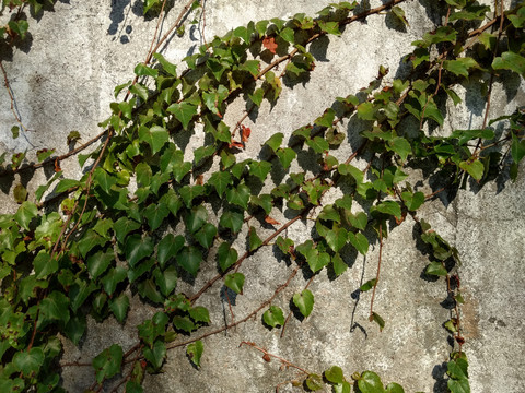 爬墙植物