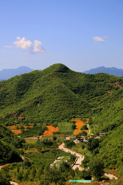 清水花谷