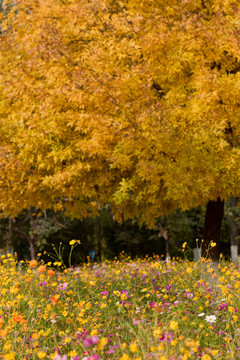 波斯菊格桑花背景是金黄树叶