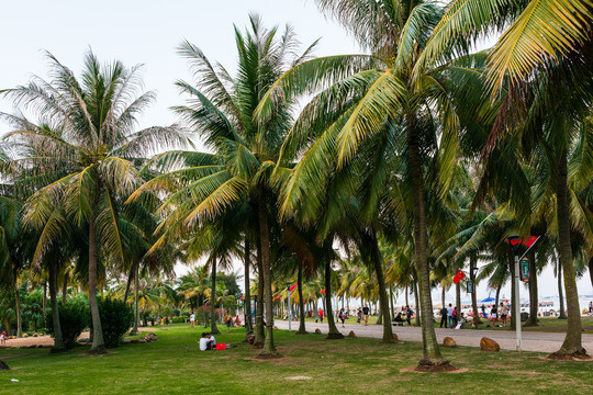 热带雨林椰子树林公园