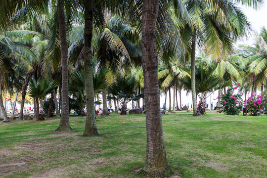 热带雨林椰子树林公园