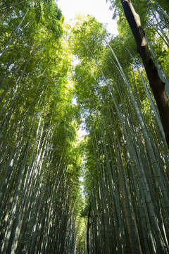 竹林小路