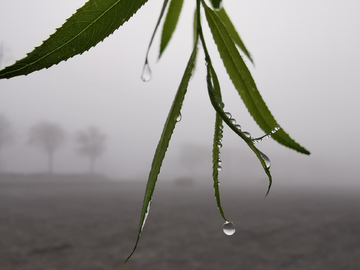 露珠霜降