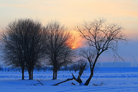 雪原树林朝阳晨光