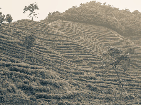 龙井茶园