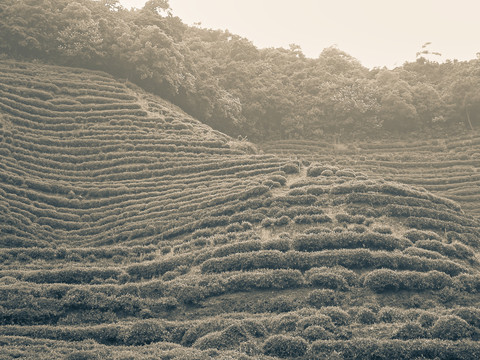 老茶场