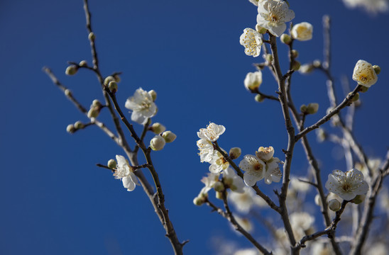 白梅花