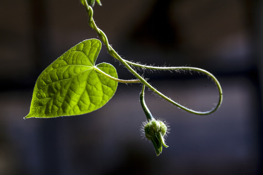 牵牛花