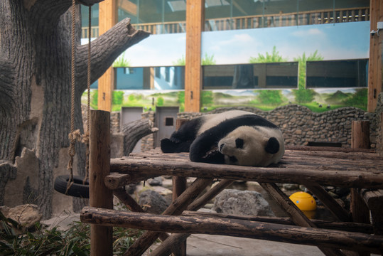 熟睡的大熊猫