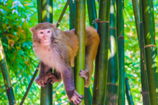 竹林猴子
