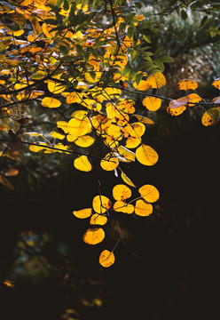 逆光下的黄色树叶
