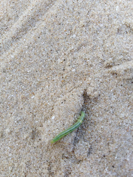 沙滩上的绿条虫