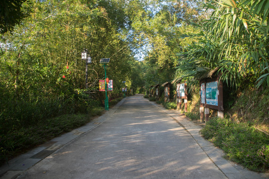 林间小路