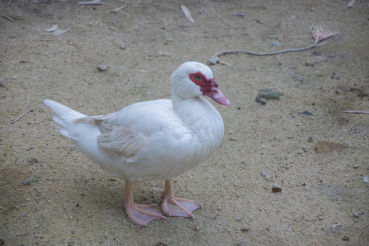 鸳鸯