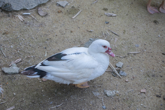 鸳鸯