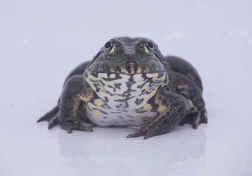 牛蛙