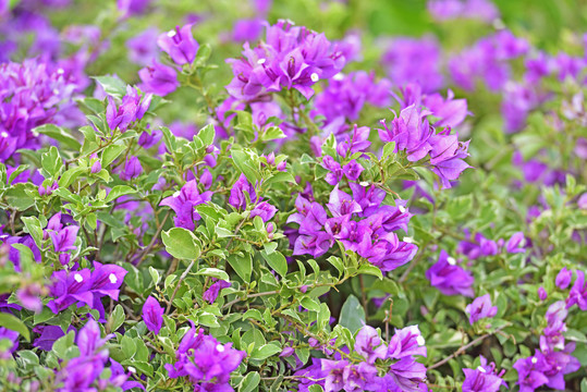 簕杜鹃品种之绿叶浅紫