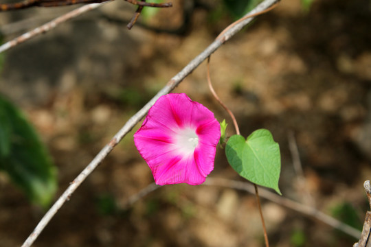 牵牛花