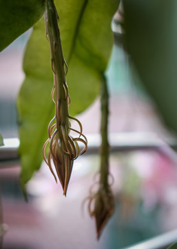 昙花