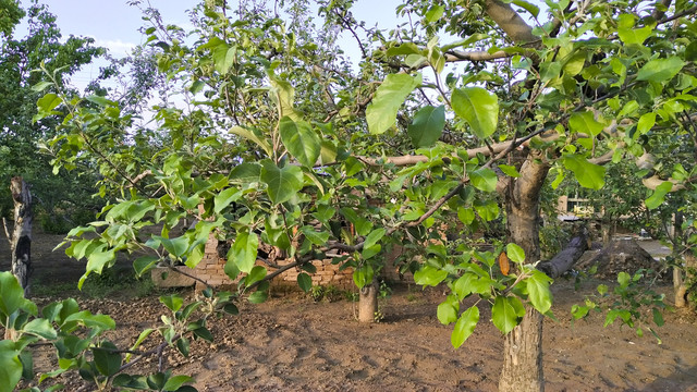 苹果树