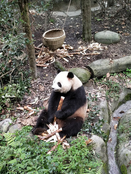 进食熊猫