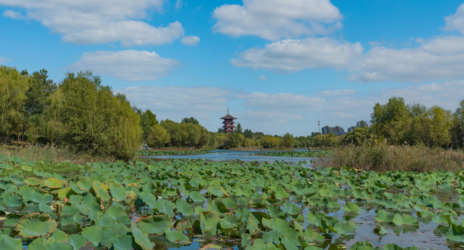 湿地公园