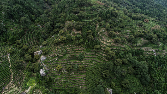 高山茶园风光