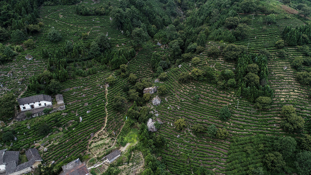 高山茶园