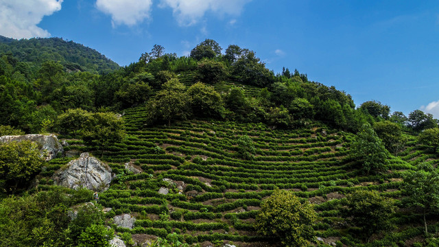 高山茶园风光