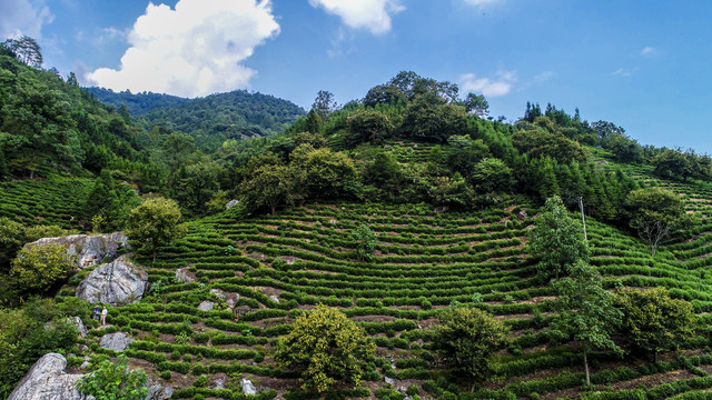 高山茶园风光