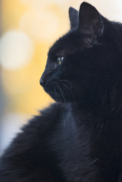宠物黑猫