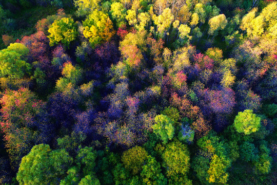 航拍茂密五彩林风景