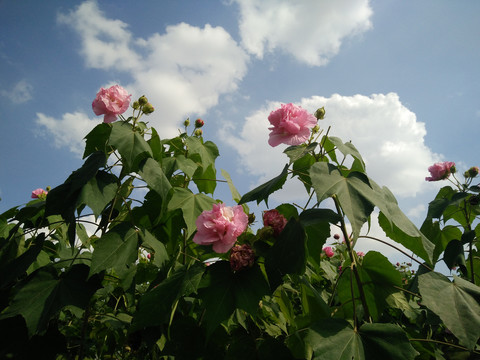 芙蓉花