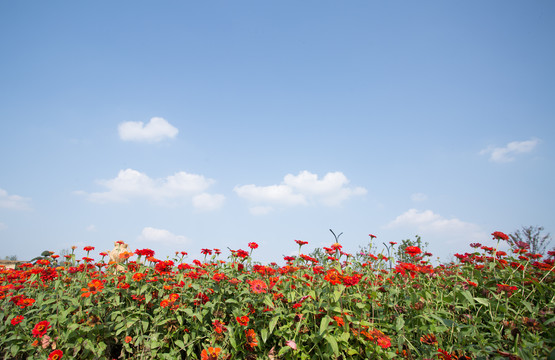 格桑花