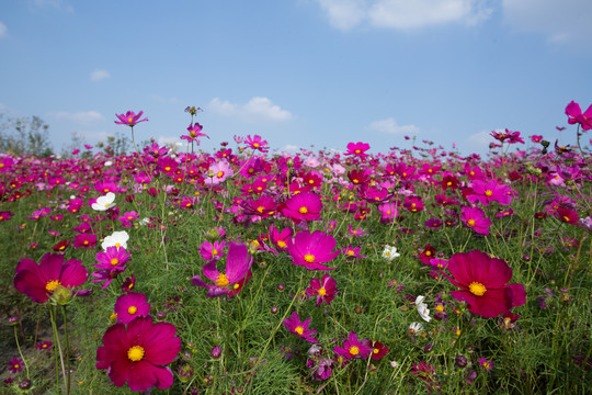 格桑花