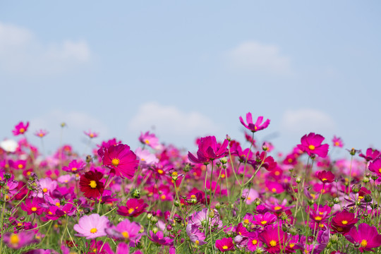 格桑花