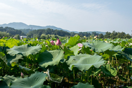 荷花池