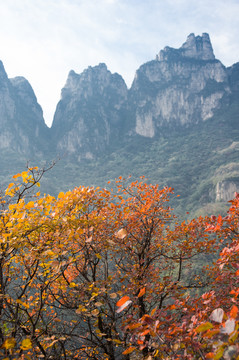 一半红叶一半山