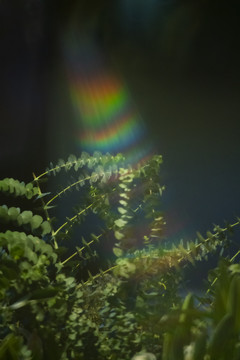 彩虹阳光照射下的植物